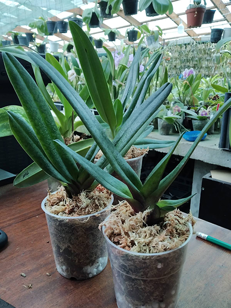 Paphiopedilum In-Charm Firebird (Susan Booth x bellatulum).jpg