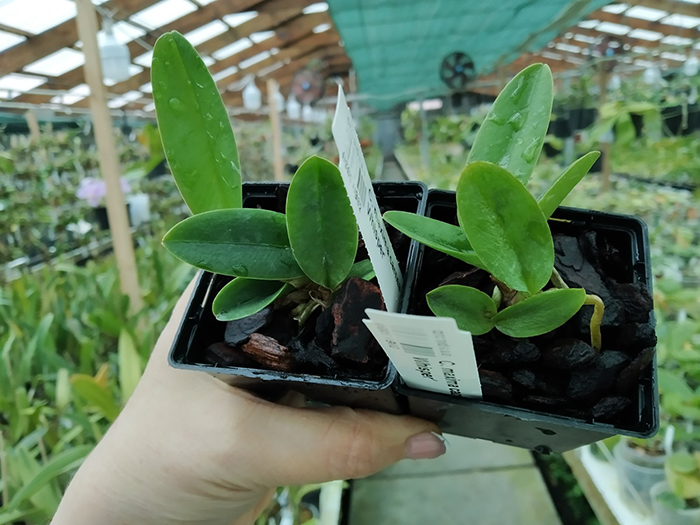 Cattleya maxima carnea 'Sakura Whisper'.jpg