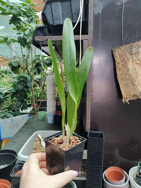 Laelia purpurata sanguinea '563' x rosada '673 Adori'.jpg