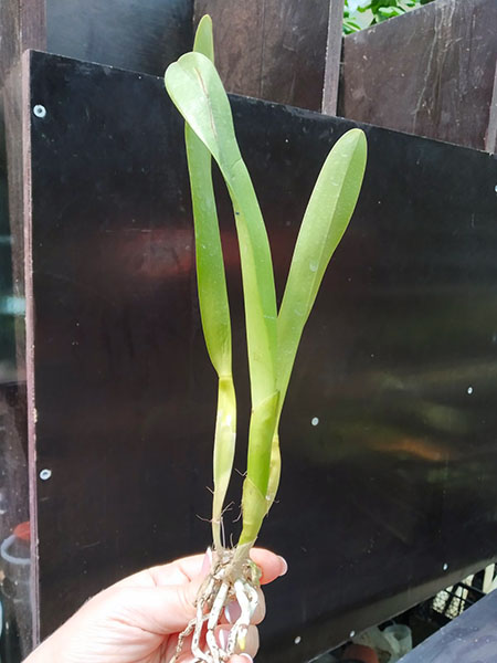 Laelia purpurata venosa 'Daniela' x sanguinea 'Deschamps'.jpg