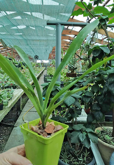 Angraecum sesquipedale 'Valerie' x self.jpg