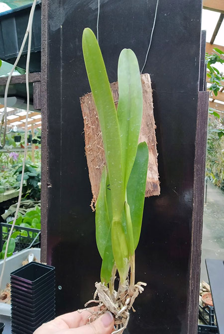 Laelia purpurata sanguinea '1961 Finho' x sanguinea 'Priscila'.jpg