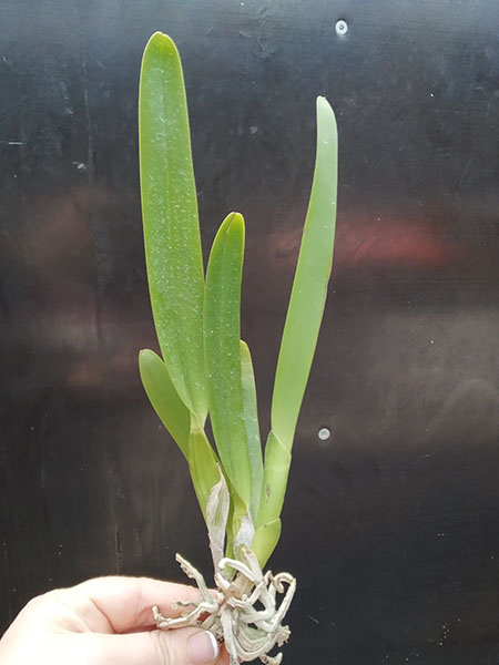 Laelia purpurata flamea 'F05 #1' x sanguinea 'Barbara'.jpg