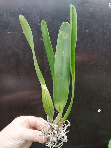 Laelia purpurata flamea 681 x sanguinea F34.jpg