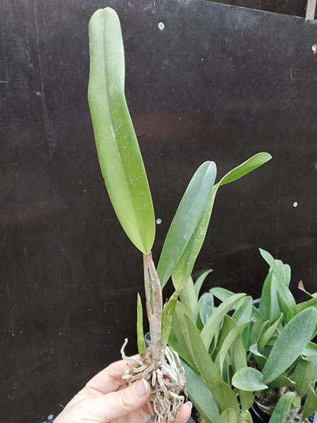 Laelia purpurata canhanduba 'Teti 213' x self.jpg