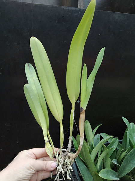 Laelia purpurata tipo '128 BR' x oculata 'F75 Teti'.jpg