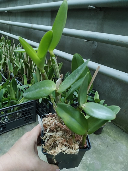 Cattleya intermedia tipo '1756 Finho' x tipo '1756 Valentin'.jpg