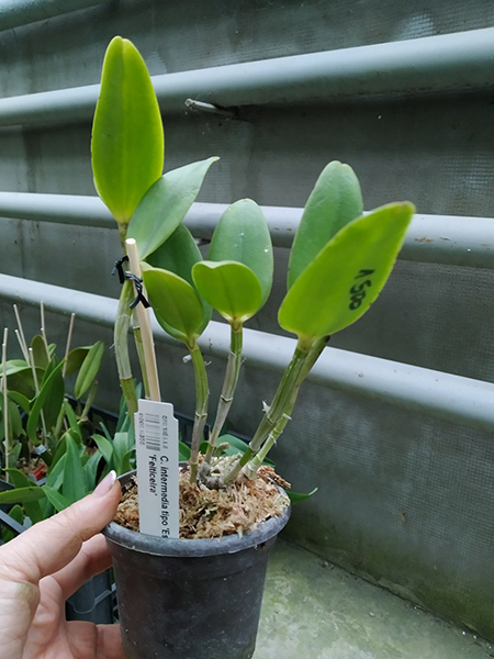 Cattleya intermedia tipo 'Esfera' x tipo 'Feiticeira'.jpg