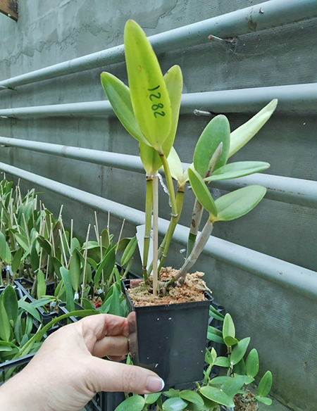 Cattleya intermedia albescens '1762' x concolor 'Remy'.jpg