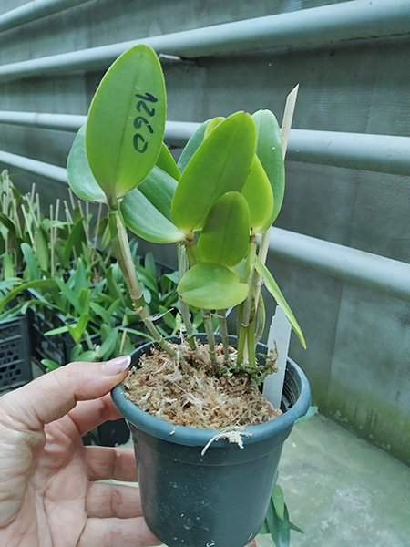 Cattleya intermedia tipo 'Milionaria' x tipo 'Claudio Deschamps'.jpg