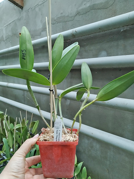 Cattleya intermedia tipo 'Dona Lu' x tipao 'Wagner'.jpg