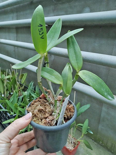 Cattleya intermedia flamea 'Cheia' x flamea 'Otto-Gramado'.jpg