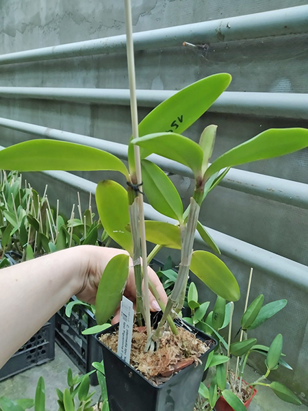 Cattleya intermedia tipo 'Xodozinho' x tipo 'Figueirinha II' (repeticao 742).jpg