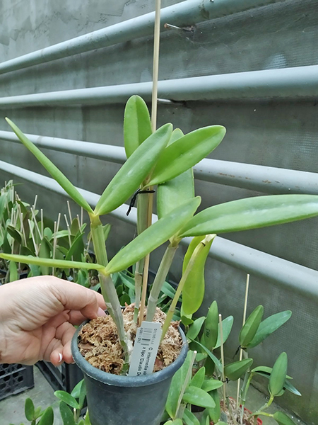 Cattleya intermedia vinicolor 'Carmenere' x tipo 'Claudio Deschamps'.jpg