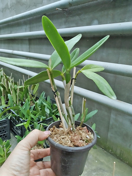 Cattleya intermedia oculata '937' x oculata 'Finho'.jpg