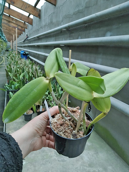 Cattleya intermedia flamea vinicolor 'Gramado' x vinicolor '132'.jpg