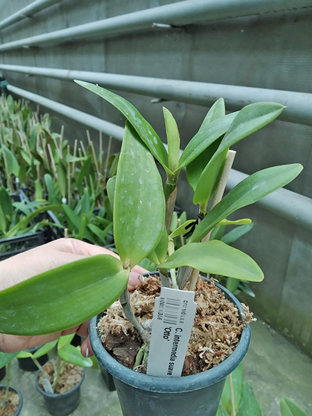 Cattleya intermedia suave '131' x alba 'Otto'.jpg