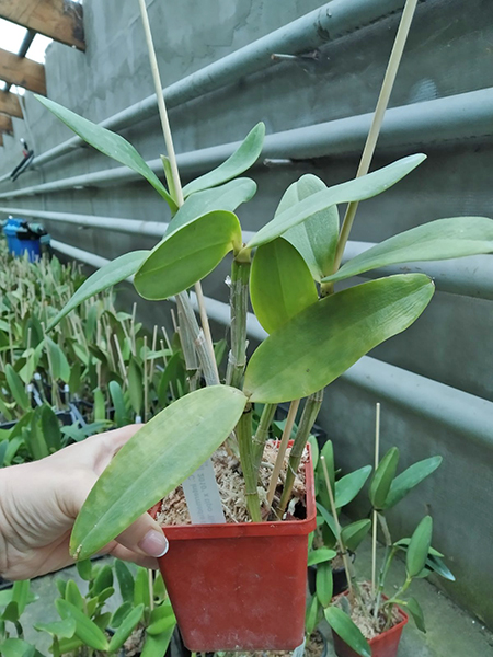 Cattleya intermedia tipo '740' #1 - 2010' x tipo 'Belissima'.jpg