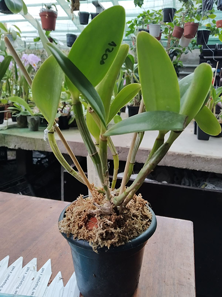 Cattleya intermedia tipo 'Belissima' x tipo 'Esfera'.jpg