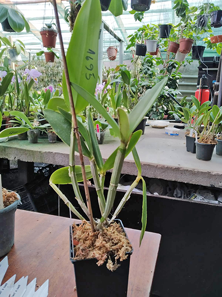 Cattleya intermedia tipo '1756 EW' x tipo 'Feiticeira'.jpg