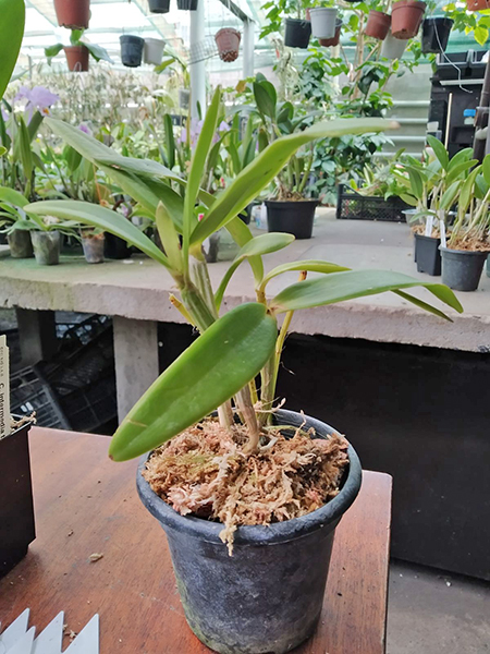 Cattleya intermedia flamea vinicolor 'Lisa' x vinicolor 'Carmenere'.jpg