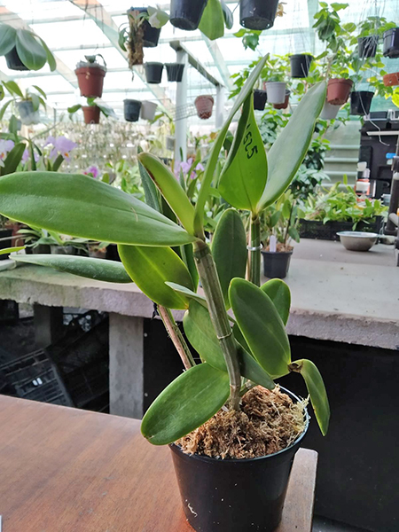 Cattleya intermedia flamea vinicolor 'CG1' x flamea 'Bordeaux'.jpg