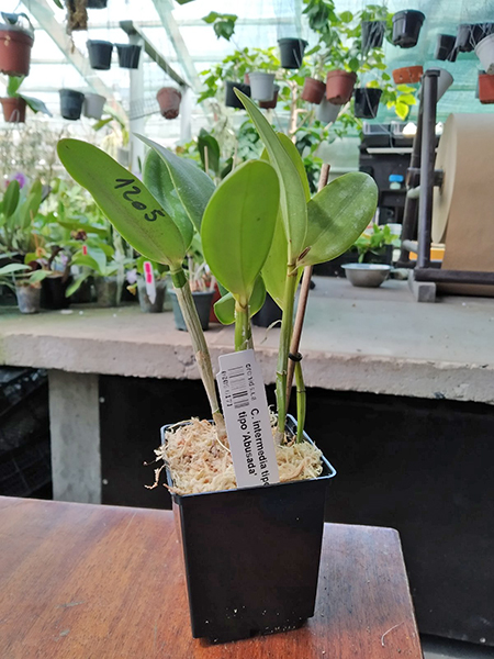 Cattleya intermedia tipo 'Xodozinho' x tipo 'Abusada'.jpg