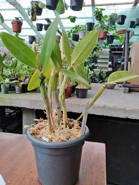 Cattleya intermedia multiforme 'Sol nascente' x multiforme 'Taturana'.jpg