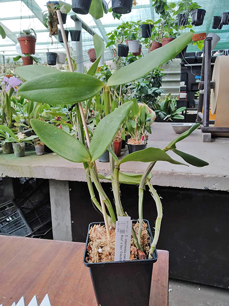 Cattleya intermedia coeruea 'Estrela Azul' x tipo 'Claudio Deschamps'.jpg