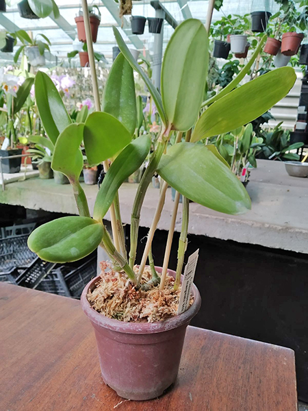 Cattleya intermedia marginata '852' x marginata '652'.jpg