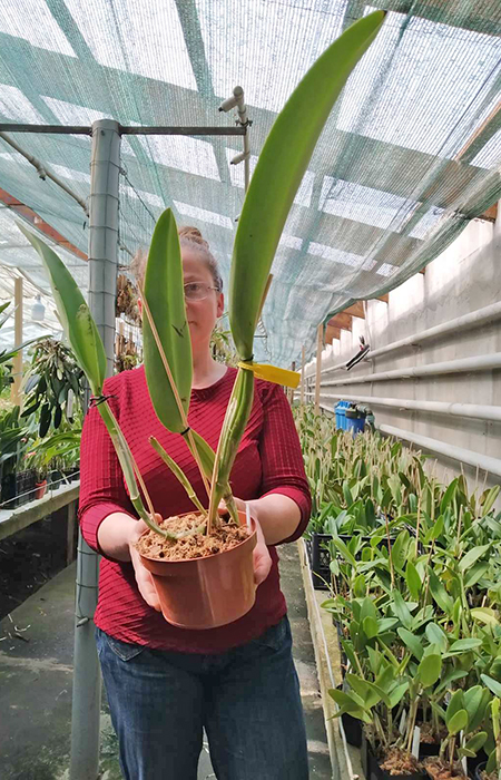 Cattleya labiata semi-alba var tubular.jpg