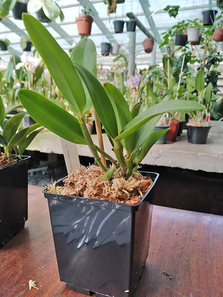 Cattleya intermedia alba.jpg