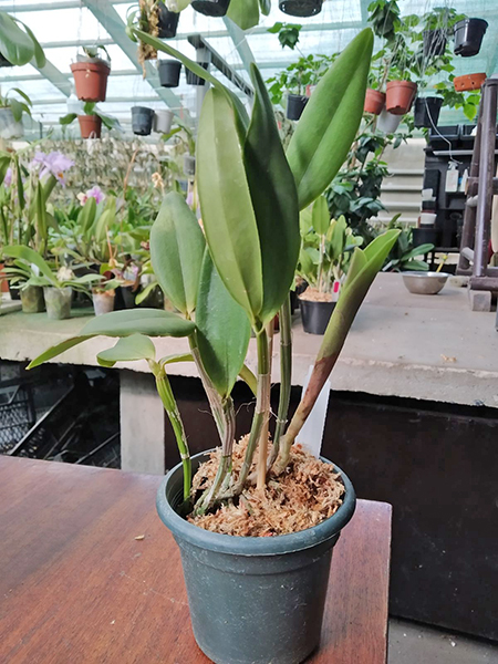 Cattleya intermedia flamea vinicolor 'Gramado' x flamea '941'.jpg