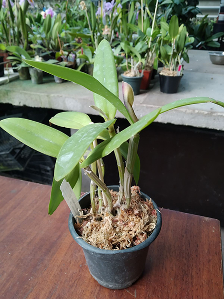 Cattleya intermedia flamea '1818' x sanguinea '715'.jpg