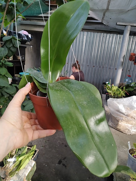 Phalaenopsis YangYang Gigan Cherry x Germaine Vincent var blue.jpg