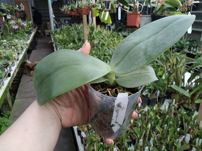 Phalaenopsis gigantea.jpg