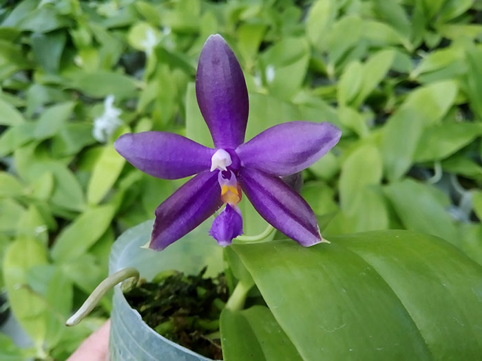 Phalaenopsis SWR GV X lueddemanniana blue.jpg