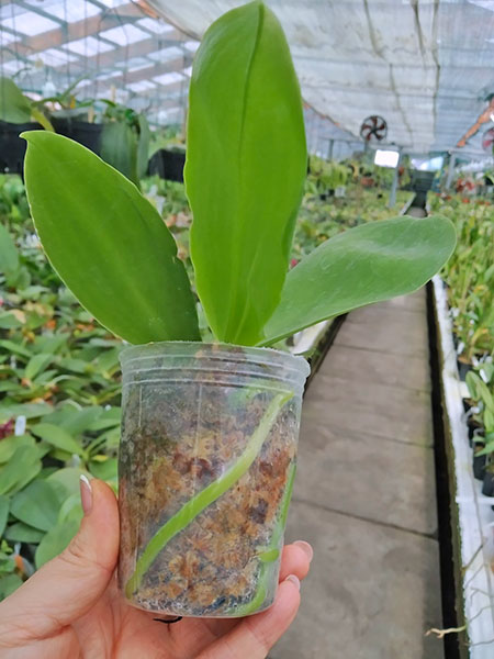 Phalaenopsis (Yaphon Yellow Bloom x Chang Maw Jade).jpg