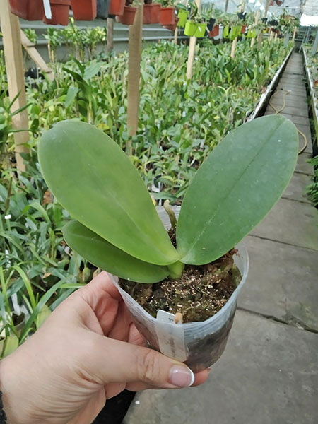 Phalaenopsis FANGtastic Green Envy.jpg