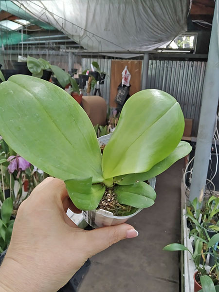 Phalaenopsis Eddy Canary 'Green ghost'.jpg