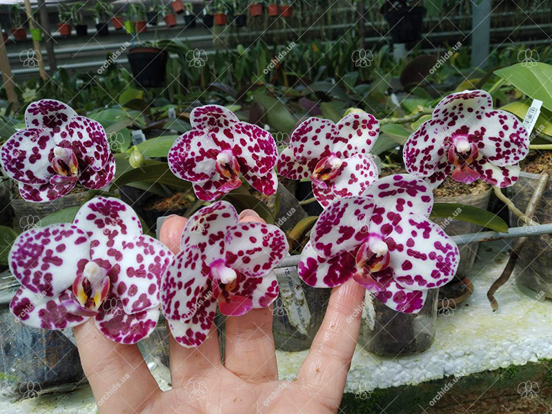 Phalaenopsis Mituo Sunrise 'Mituo Snake'.jpg