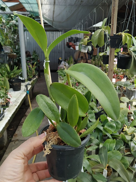 Cattleya forbesii alba.jpg