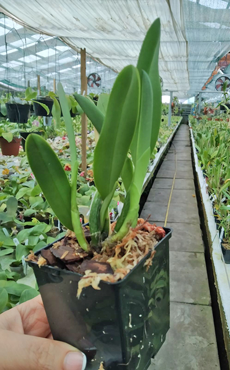 Laelia pumila coerulea 'AT' x coerulescens 'Cochetto'.jpg