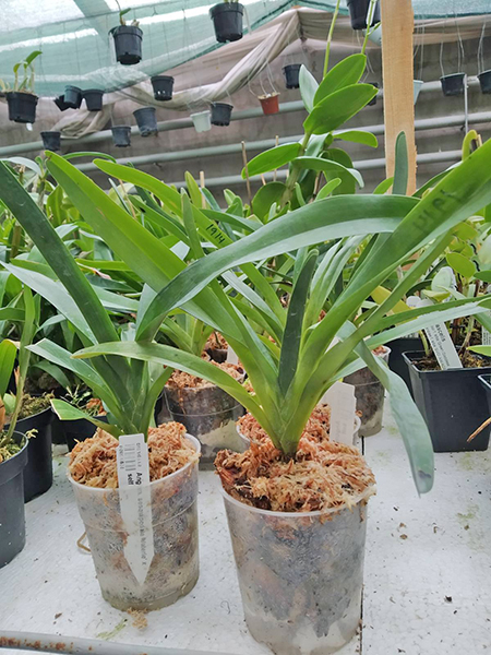 Angraecum sesquipedale 'Valerie' x self.jpg