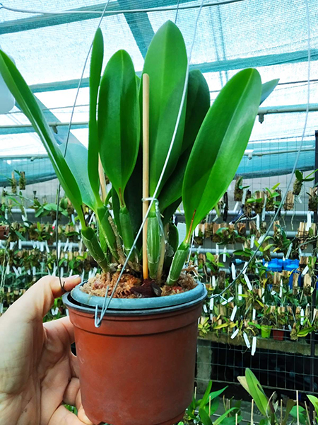 Laelia pumila 'Vinho' x oculata 'Imperatriz'.jpg