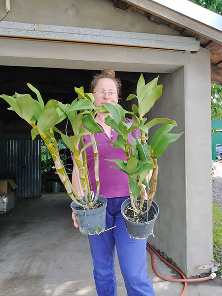 Dendrobium thyrsiflorum.jpg