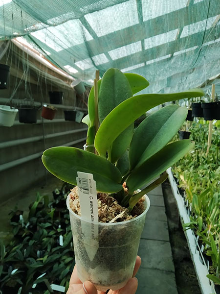 Cattleya warneri amoena x self.jpg