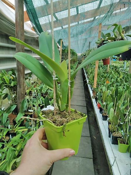 Cattleya gaskelliana coerulea 'Vista Linda' (Z-360) x Cattleya gaskelliana coerulea 'Boas Vista' (Z-360).jpg