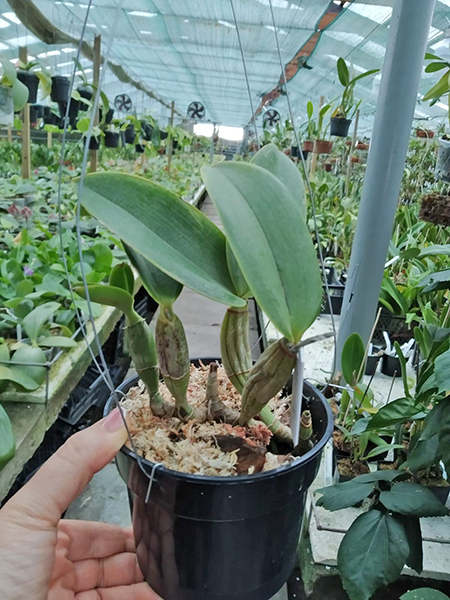 Cattleya nobilior 'Brasileirinha' x rubra 'Baton'.jpg