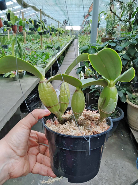 Cattleya nobilor amalie 'Bodas de Prata' x 'Fatal Ataction'.jpg